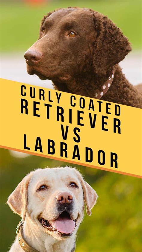 Curly Coated Retriever vs Labrador Retriever - Battle Of The Gundogs