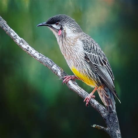 Red Wattlebird. : r/AustralianBirds