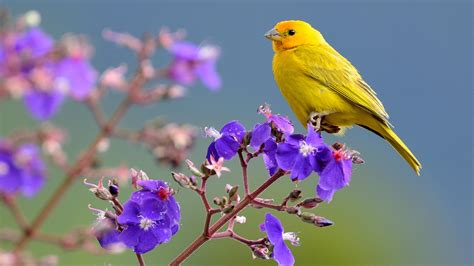 Yellow Birds Images