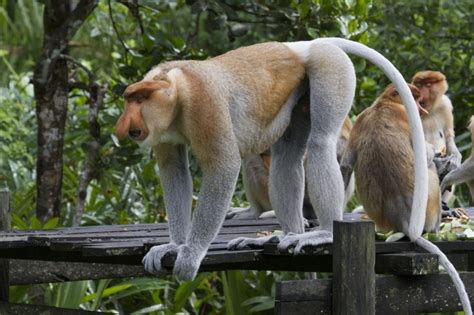 The Wildlife of Borneo - A Photo Essay - Reflections Enroute