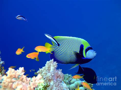 Tropical fish Angelfish Photograph by MotHaiBaPhoto Prints - Fine Art America