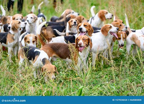 Hunting Dogs, Hunter Hounds, Beagle Dogs, Beagle Hounds Waiting for Hunt Stock Photo - Image of ...