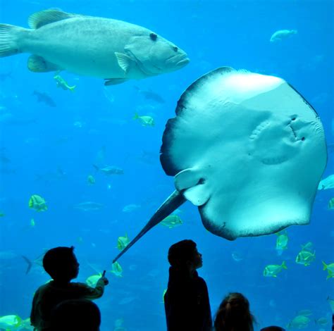 An Insider's Guide to the Georgia Aquarium | Official Georgia Tourism & Travel Website | Explore ...