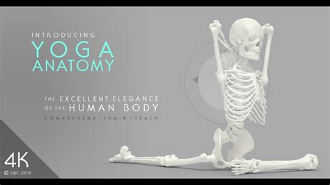 Anatomy for Yoga: Introducing 3D Skeleton 4K - YouTube