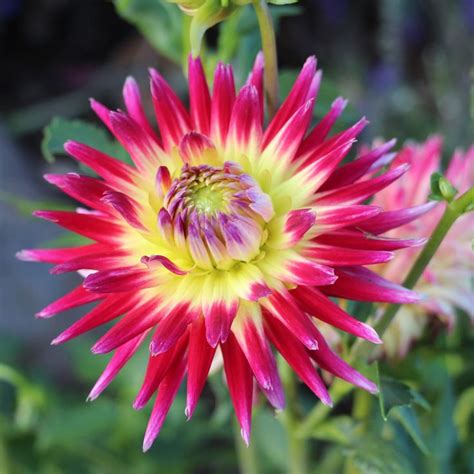 Dahlia 2019 my garden | Dahlia, Garden, Plants