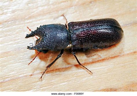 Powderpost Beetle on Wooden Table