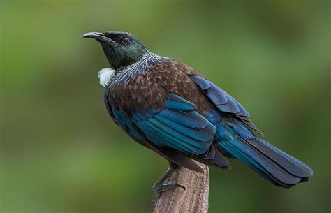 What was New Zealand’s first fully protected native bird? | Tui bird, New zealand wildlife ...