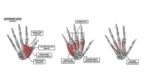 CrossFit | Wrist Musculature, Part 3: The Hand