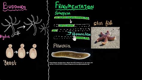 Starfish Reproduction