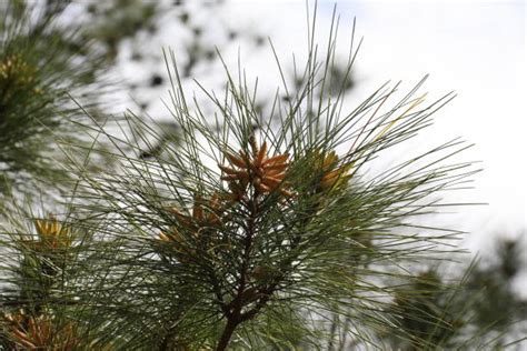 80+ Longleaf Pine Cone Stock Photos, Pictures & Royalty-Free Images ...