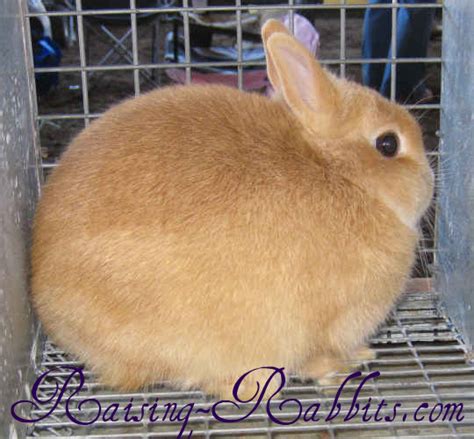 Netherland Dwarf Rabbit. Lethal dwarf defects; dwarf rabbit care