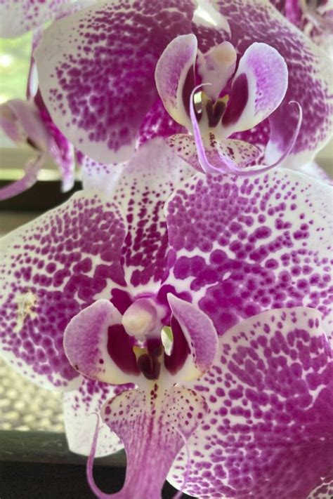 How to Get Your Orchid to Re-Bloom