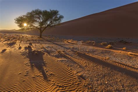 Sunrise at the Camelthorn Tree Stock Image - Image of kalahari, color: 84945851