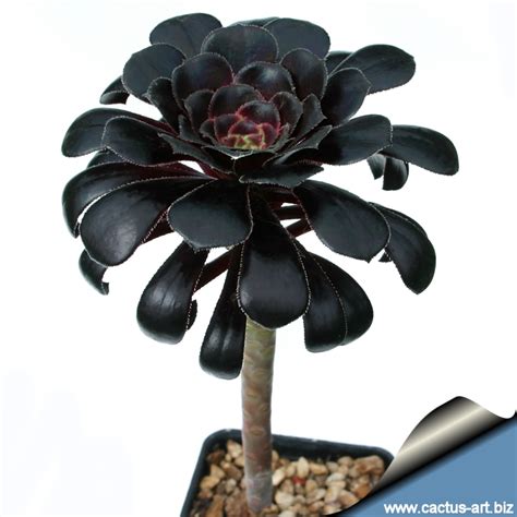 Aeonium arboreum var. atropurpureum 'Zwartkop' ( Schwarzkopf )