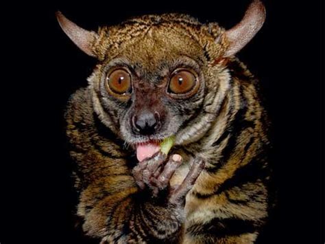 6 Nocturnal Animals Rarely Seen by Human Eyes