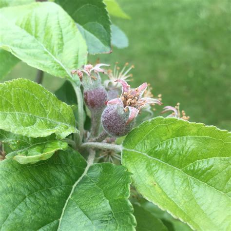 Apple Tree Orchard free image download