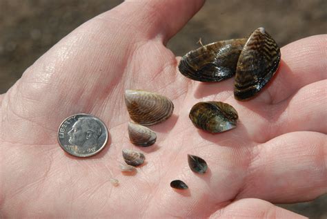 Ten years of fighting aquatic invasive species at Lake Tahoe | Tahoe ...