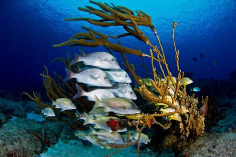 Best Snorkeling in Cozumel: 12 Amazing Spots for 2024