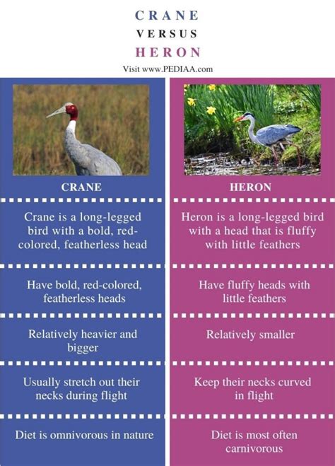 What is the Difference Between Crane and Heron - Pediaa.Com