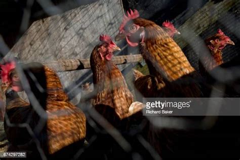 Smallholding Animals Photos and Premium High Res Pictures - Getty Images