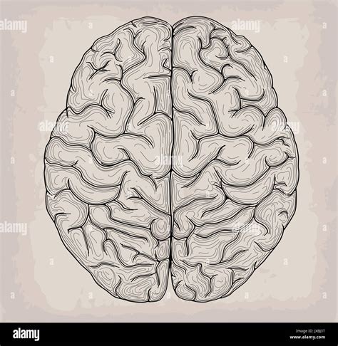 Discover more than 77 sketch diagram of brain latest - seven.edu.vn