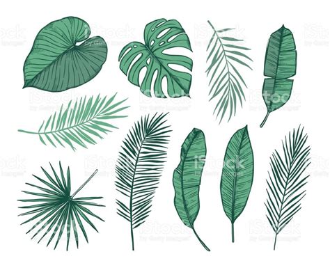 Hand drawn vector illustration - Palm leaves . Tropical design... | Hand drawn vector ...