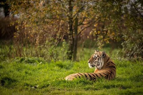 What happens when WILD ANIMALS escape from Knowsley Safari Park? - Liverpool Echo