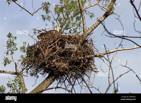 Bald Eagle Nesting Stock Photo - Alamy