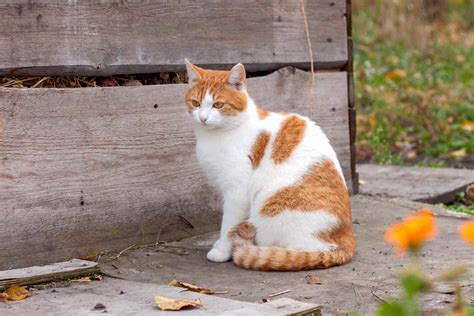 13 Orange and White Cat Breeds You'll Love (With Pictures)