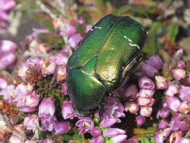 What's that metallic green beetle? | Wildlife Insight