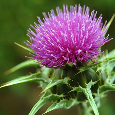 Can Horses Safely Consume Milk Thistle? Discover The Truth! - Vet Advises