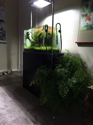 Planted aquarium: Full lighting guide - Aquariadise