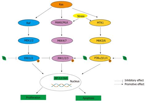 MAPK activity is regulated through three-tiered cascades composed of a... | Download Scientific ...