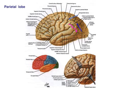 PPT - Cerebral longitudinal fissure PowerPoint Presentation, free download - ID:9433518