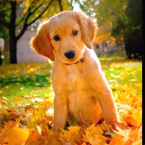 Autumn puppy! | Autumnal Animals | Pinterest | Autumn, Animal and ...