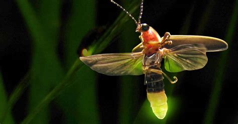 Fascinating Facts About Fireflies That You Probably Didn't Know | ThatViralFeed