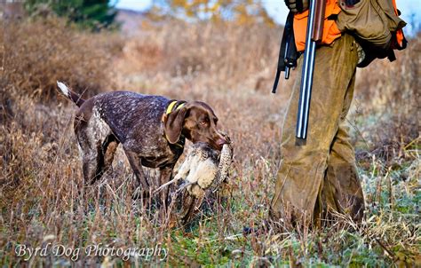 🔥 [100+] Pheasant Hunting Wallpapers | WallpaperSafari