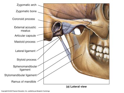 Anatomy of the Temporomandibular(TMJ) joint ~ Dentistry and Medicine