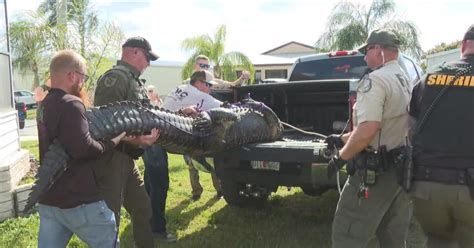 Elderly Florida woman killed in alligator attack | Flipboard