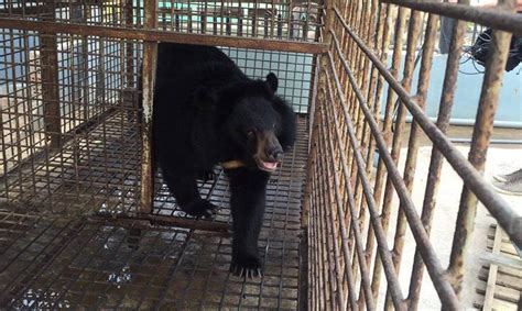 After Suffering 13 Years in the Bile Industry, Chau the Moon Bear Gets Her Freedom! | Wild ...