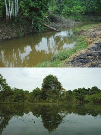 Habitat of Thalassophryne amazonica in two localities of the Peruvian ...