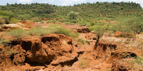 Effects of Soil Erosion on Biodiversity | Greentumble