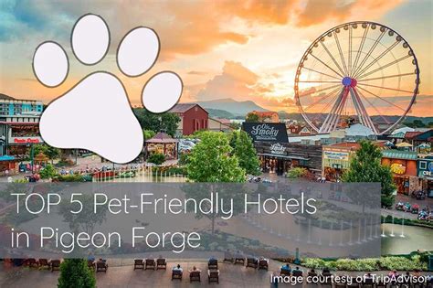 TOP 5 Pet-Friendly Hotels in Pigeon Forge in 2023