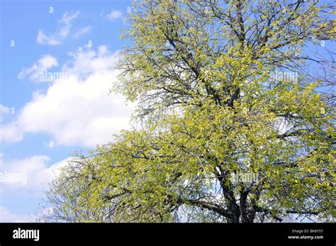 Budding trees in spring Stock Photo - Alamy