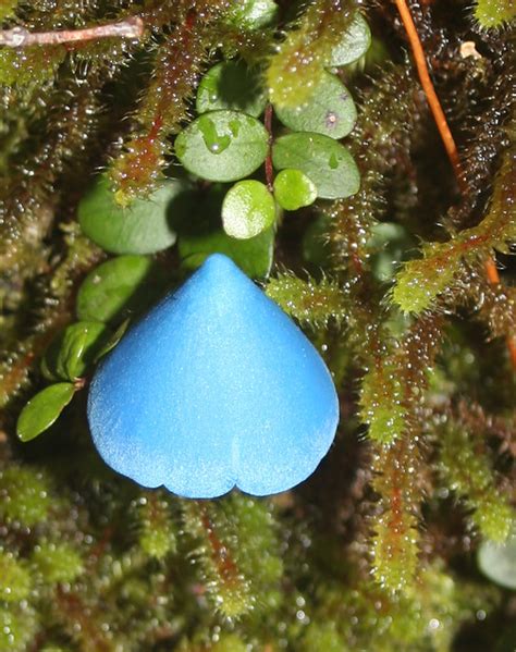 Blue Fungus Close Up | An unbelievably vivid blue fungi seen… | Flickr