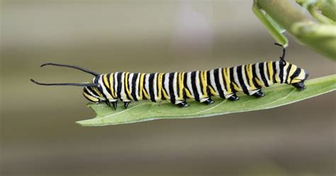 Monarch Butterfly Caterpillar Look Alike