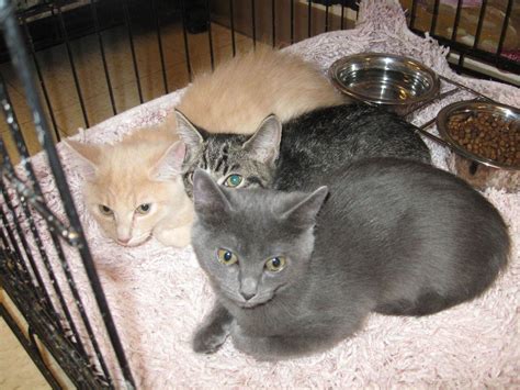 Multnomah County animal shelter stacked with cats, slashes adoption ...