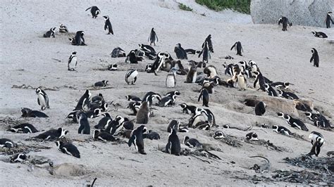 African Penguin breeding colony - Stock Video Clip - K011/9931 ...