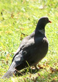 Common wood pigeon, Columba palumbus, Ringduva | Common wood… | Flickr