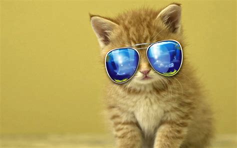 Orange cat with sunglasses graphic emoji HD wallpaper | Wallpaper Flare